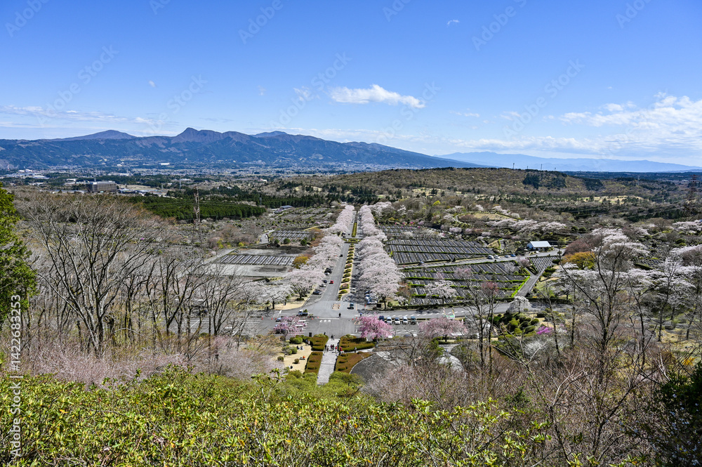 静岡御殿場にある桜並木