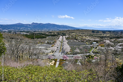 静岡御殿場にある桜並木