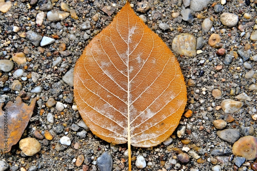 Single Dried Leaf on Gravel Ground Autumn Nature Photography Single Dried Leaf on Gravel Ground Autumn Nature Photography