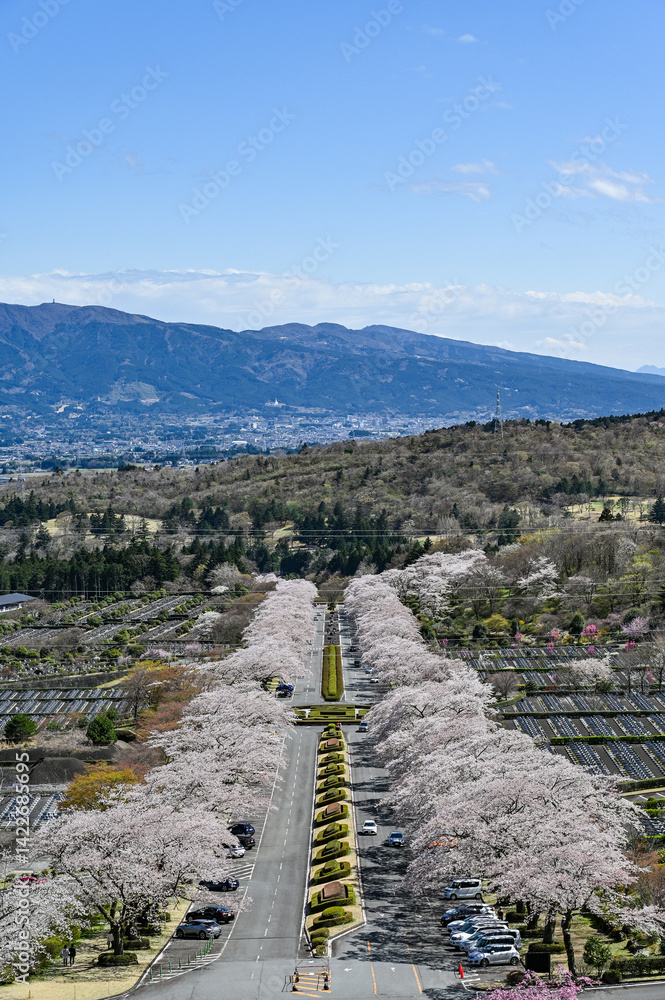 静岡御殿場にある桜並木