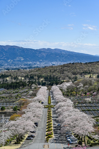 Obraz na płótnie 静岡御殿場にある桜並木 w salonie