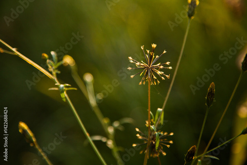 Sticky beak weeds with seeds close up photo