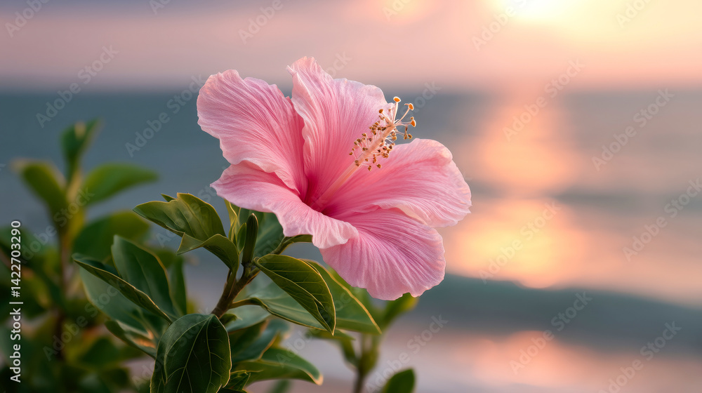 Pink hibiscus flowers in the background of sunset beach.