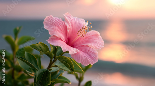 Obraz na płótnie Pink hibiscus flowers in the background of sunset beach. w salonie
