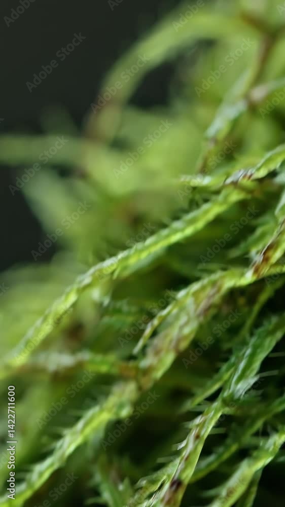 Modern moss droplet magic outdoors Modern moss droplet magic outdoors