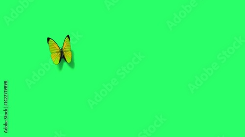 Animation yellow butterfly on green screen. 