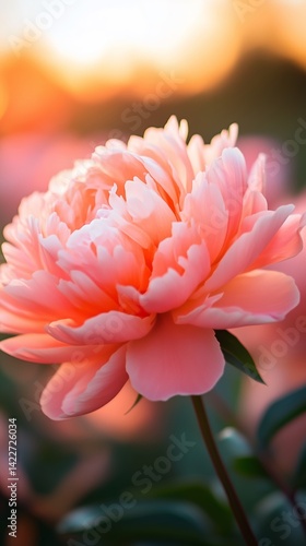 Beautiful pink peony flower with a soft focus background.