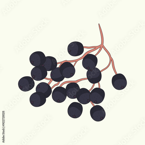 Elderberry Fruit Flat Design Cartoon Icon Illustration