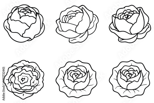 Cabbage grows fresh in the garden daily