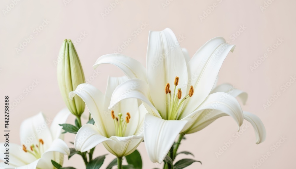 Obraz premium Close-up of elegant white lilies with open blooms and buds set against a neutral background, showcasing delicate petals and vibrant orange stamens