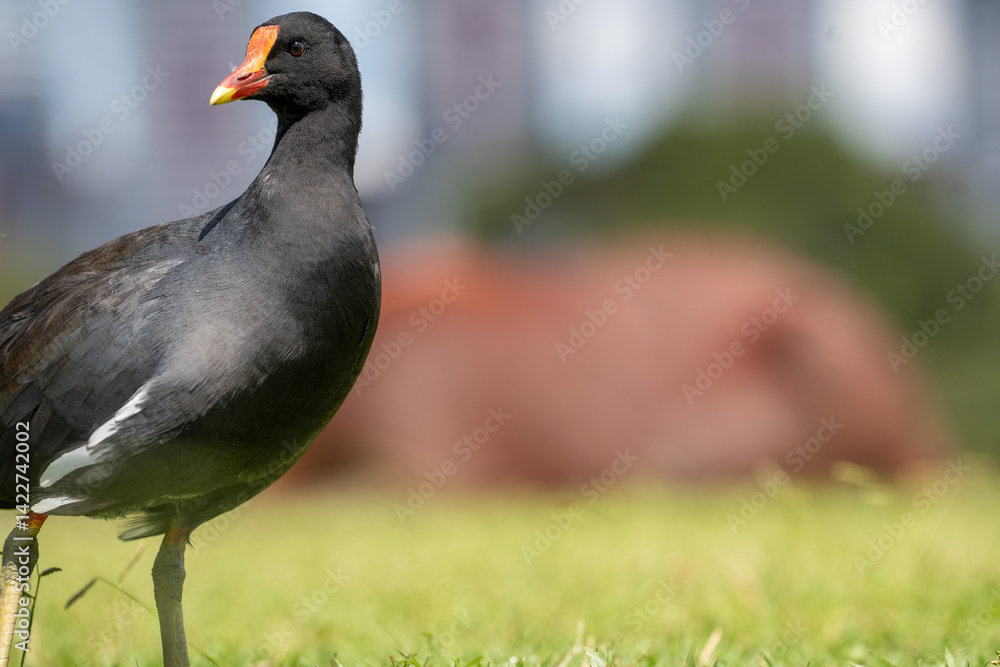 Obraz premium Capybaras in the park