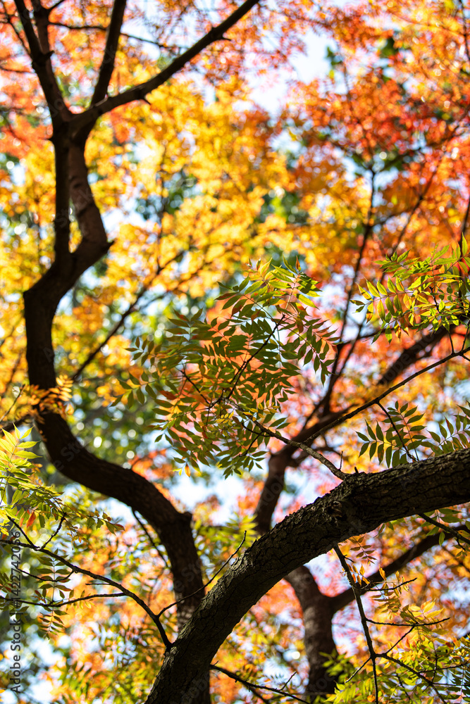 Fototapeta premium Background of the tree branch and red autumn leaves in front of the blue sky