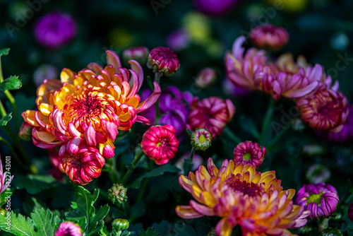 Pink and orange chrysanthemum flowers in a close up, spring concept, chrysanthemum flowers festival