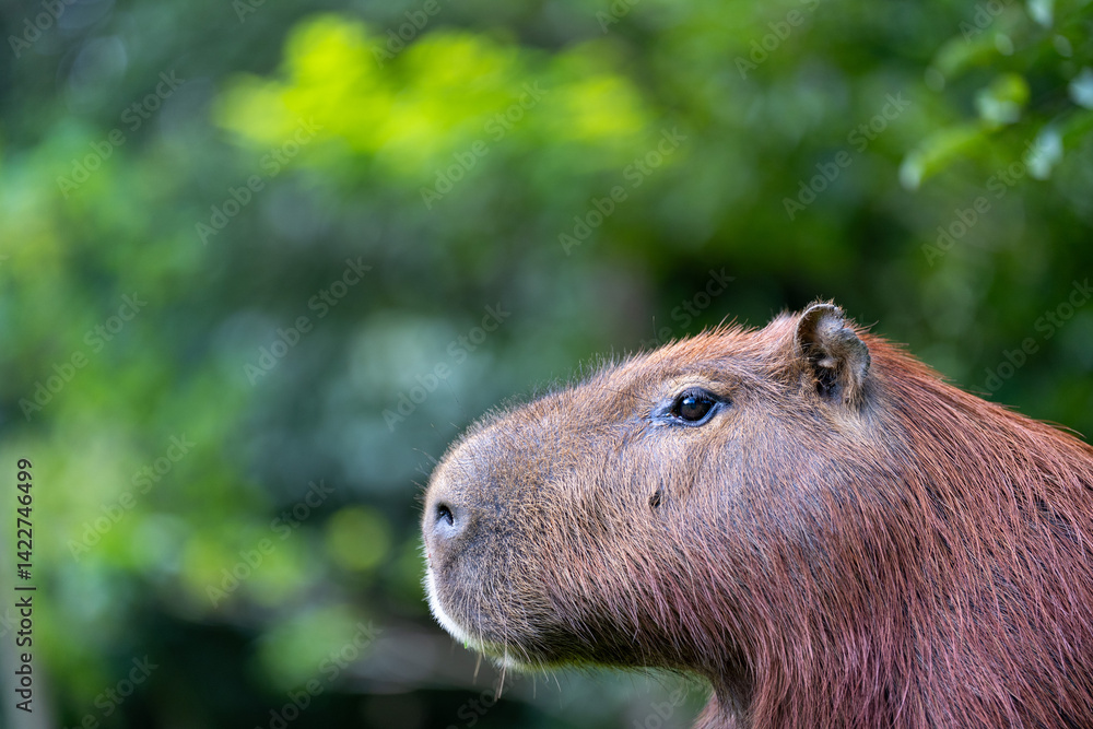 Fototapeta premium Capibara