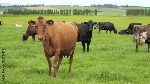 Wallpaper Mural Cows Grazing In South Island New Zealand Pasture Torontodigital.ca