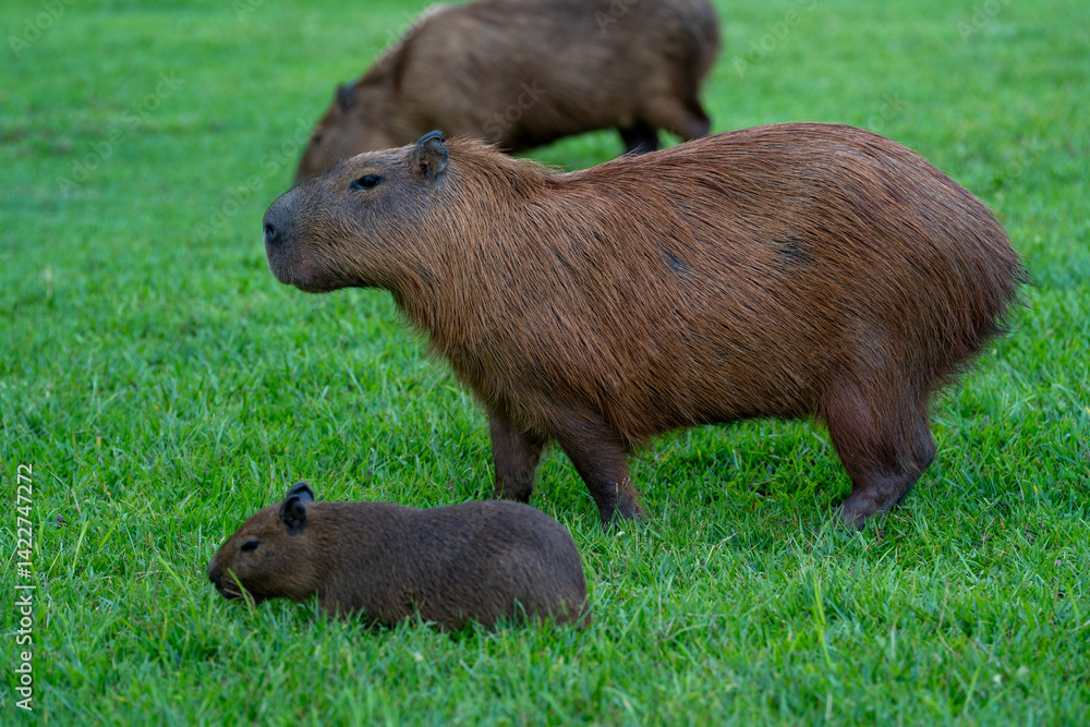 Capybaras in the park Capybaras in the park