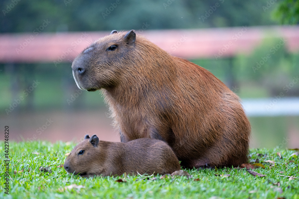 Naklejka premium Capybaras in the park