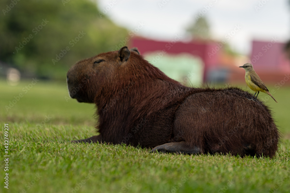 Fototapeta premium Capybaras in the park