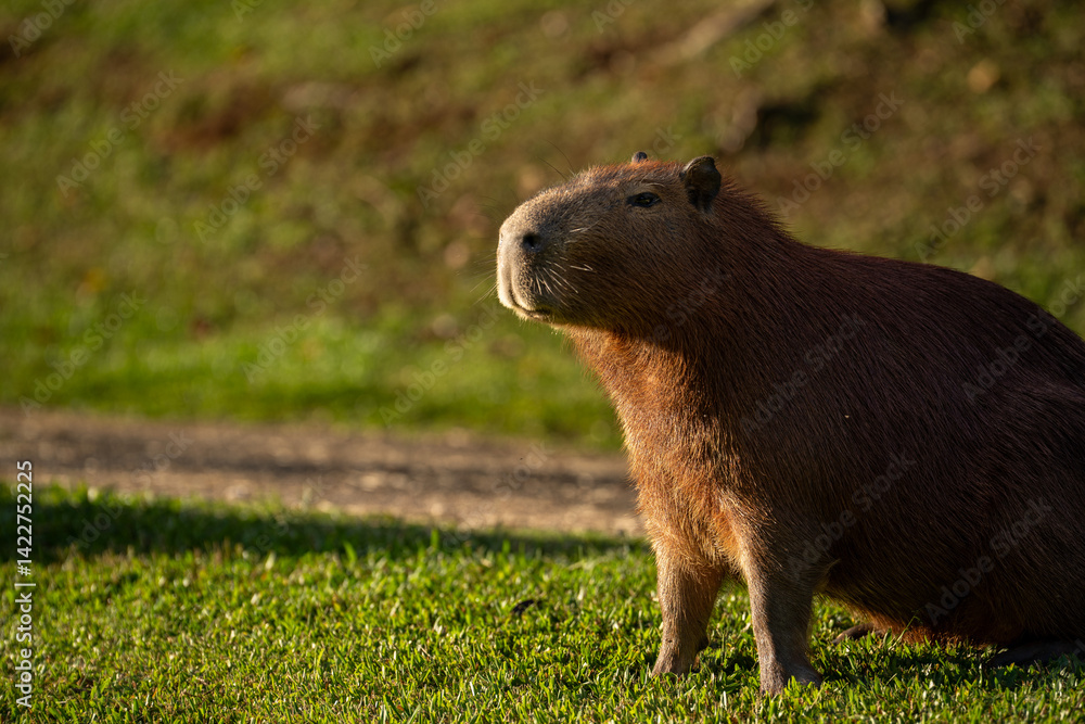 Capybaras in the park Capybaras in the park