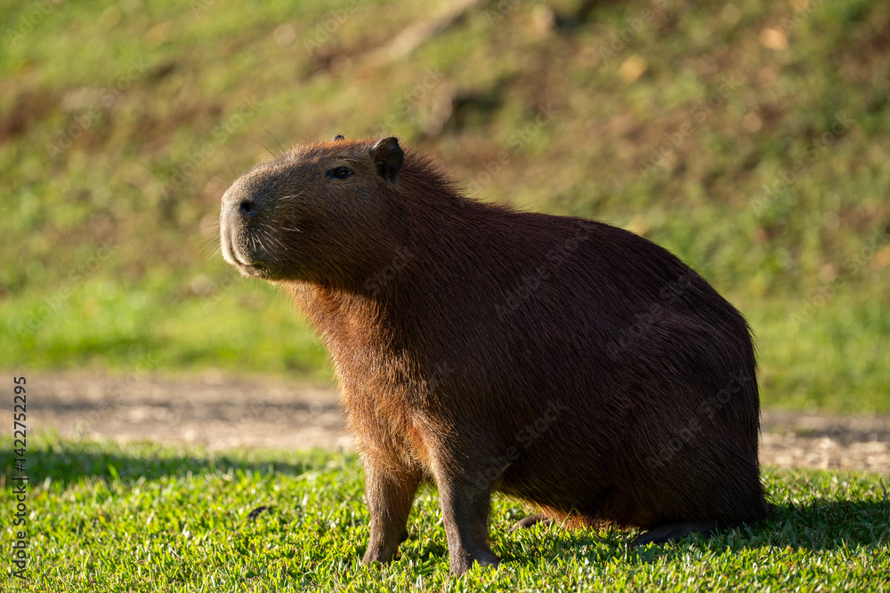 Naklejka premium Capybaras in the park