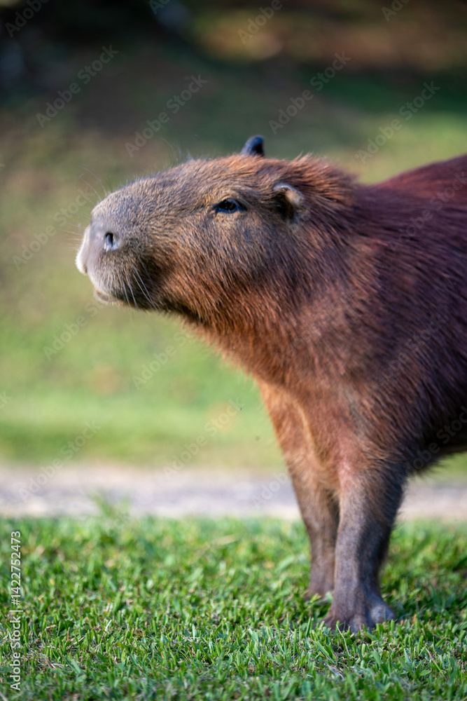 Naklejka premium Capybaras in the park