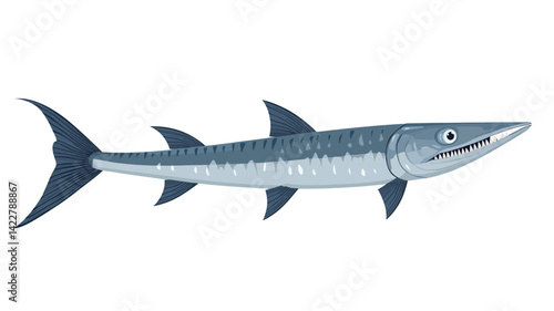 digital illustration of a barracuda, with blue as the main color and a pure white background. The illustration shows the barracuda's slender body and sharp teeth.