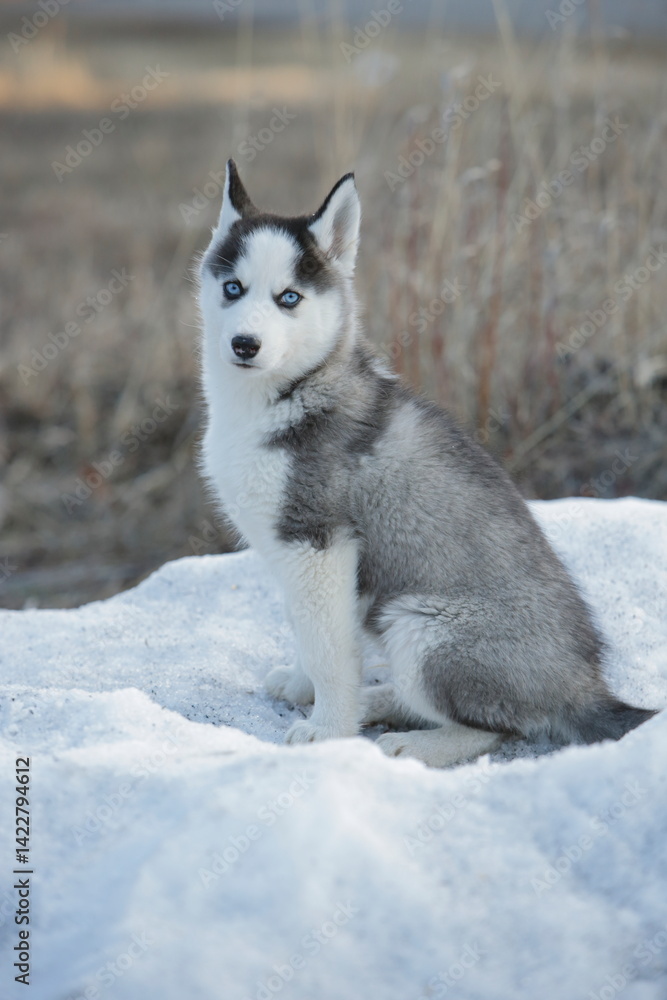 Naklejka premium Siberian husky puppy, 9 week old, sitting on the snow, looking at camera.
