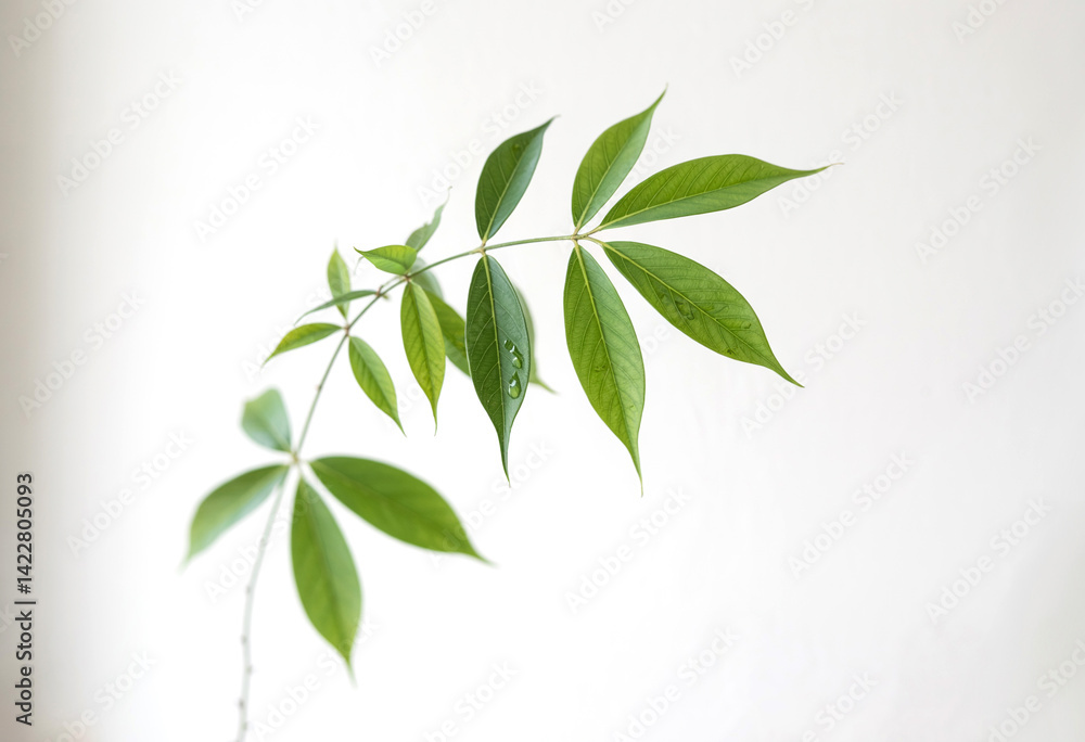 Stock photo of green leaves on white background for botanical and nature photography and product mockup use