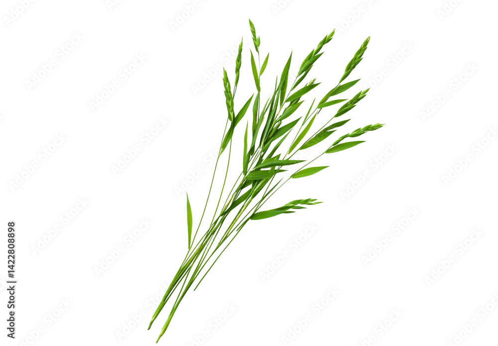 Obraz premium Beautiful green grass leaves isolated on white background