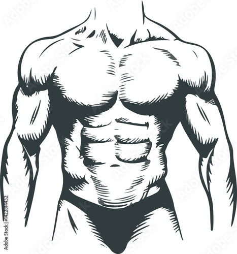 Detailed Line Art Illustration of a Muscular Male Torso