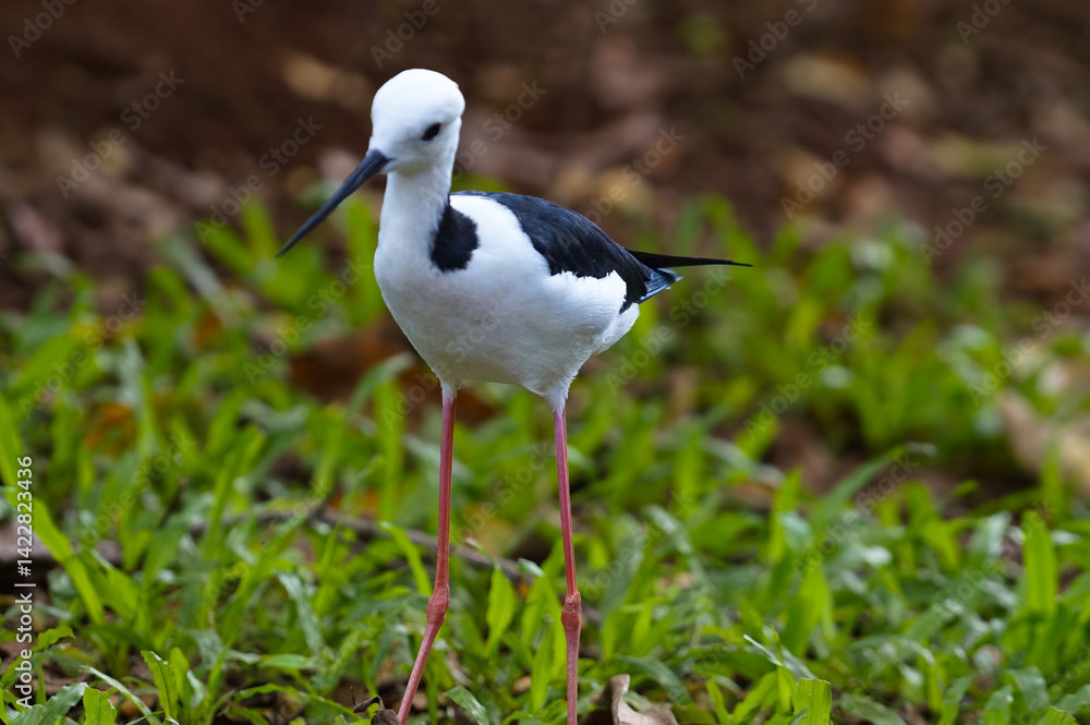 Obraz premium The pied stilt (Himantopus leucocephalus), also known as the white-headed stilt, is a shorebird in the familyRecurvirostridae. It is widely distributed with a large total population size and apparentl