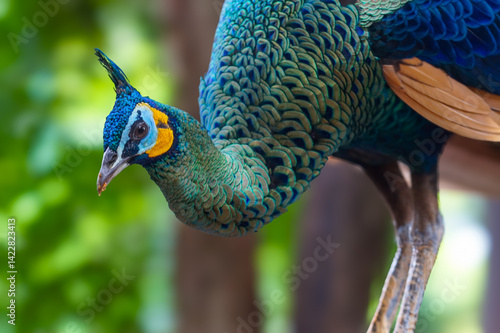 Male Green Peafowl (Pavo muticus) or Indonesian peafowl is a peafowl species native to the tropical forests of Southeast Asia and Indochina.