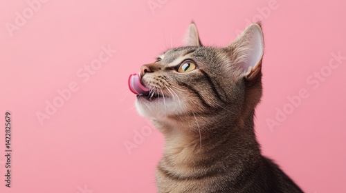 Tabby cat licking its nose on a pink backdrop