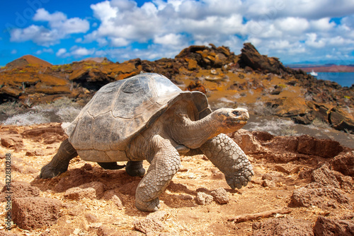 Galapagos Islands. Galapago...