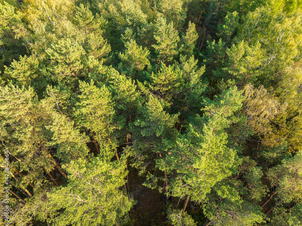 Aerial drone view of stunning colorful autumn fall forest. Aerial drone view of stunning colorful autumn fall forest.