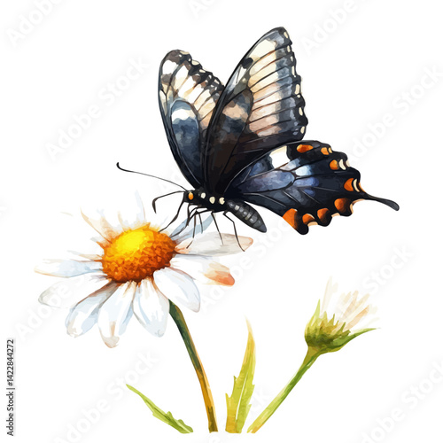 Butterfly Landing On A Daisy, vector watercolor illustration, isolated on a white background.