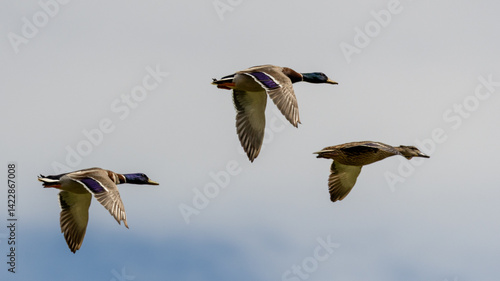 Trio of mallard ducks in flight. Two drakes and a pen.