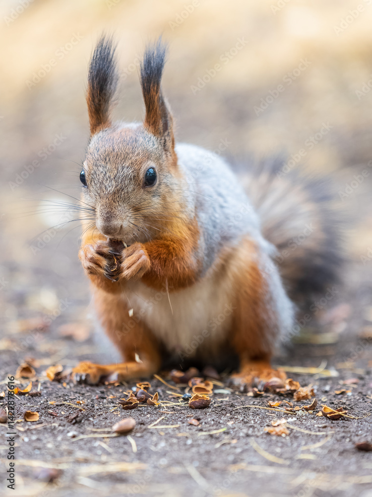 Fototapeta premium Squirrel in autumn hides nuts on the green grass with fallen yellow leaves