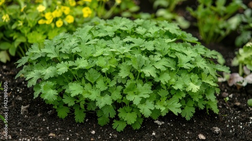 Wallpaper Mural A fresh cilantro plant growing in a garden bed, surrounded by various herbs and vegetables. Torontodigital.ca