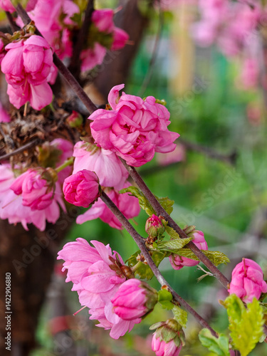A branch adorned with vibrant pink blossoms creates a stunning springtime scene. the delicate petals and fresh green leaves capture the essence of renewal and beauty in nature, offering a glimpse of