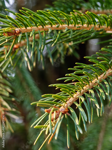 A detailed view of lush green pine needles, capturing the intricate details and vibrant color. the sunlight highlights the needles' texture, showcasing the beauty of nature in this serene, forest-like
