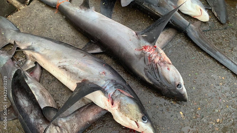 Obraz premium FISH SHRAK FOOD