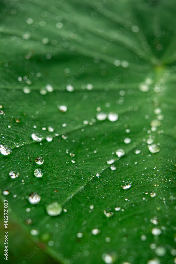 Close-up of a Green Leaf with Raindrops in Putumayo, Colombia: A Tropical Paradise Close-up of a Green Leaf with Raindrops in Putumayo, Colombia: A Tropical Paradise