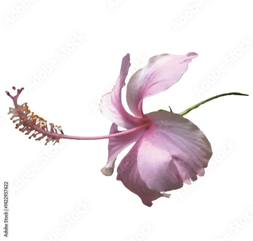 The flower is borne singly on the plant, with its petals fanning out and slightly ruffled at the edges, creating a soft and elegant appearance