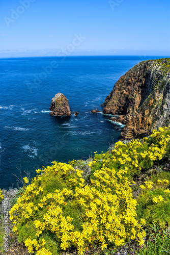 Wildflowers with a coastline view, Santa Cruz Island, Channel Islands National Park, California