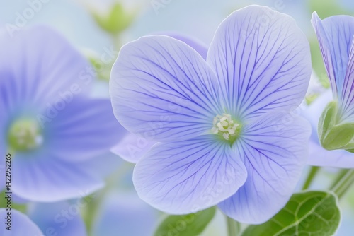 Close-up of blue flax flowers blooming in a field, with soft focus for botanical use