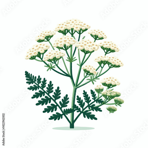 plant, yarrow, background, blossom, flower, nature, herb, medicine, garden, white, bloom, natural, leaf, green, floral, achillea millefolium, beautiful, achillea, herbal, petal, milfoil, blooming, flo