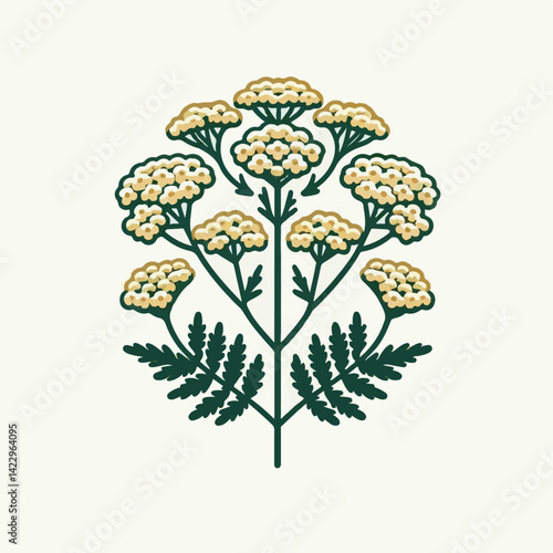 plant, yarrow, background, blossom, flower, nature, herb, medicine, garden, white, bloom, natural, leaf, green, floral, achillea millefolium, beautiful, achillea, herbal, petal, milfoil, blooming, flo