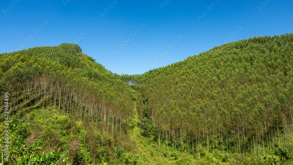 Naklejka premium Set amidst majestic, undulating hills, Ba Quang Hill is of unique, wild and poetic beauty. Located about 70km east of Cao Bang city center, Ba Quang grass hill (also known as Vinh Quy grass hill) .