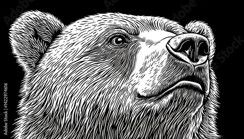 Bear Head Close-up Black Background